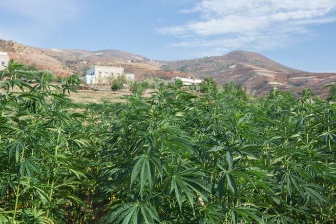 Vers une légalisation du cannabis au Maroc