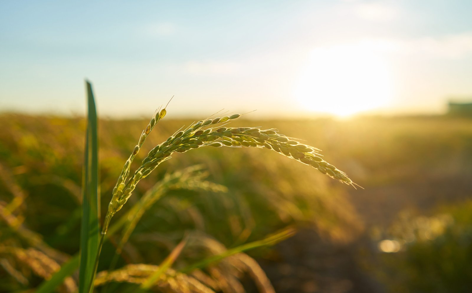 Photo 1 de Agripages