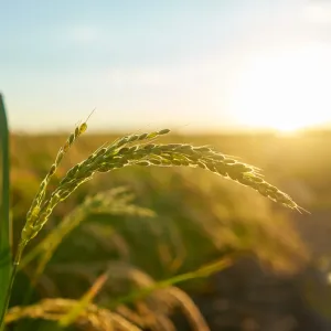Agripages
